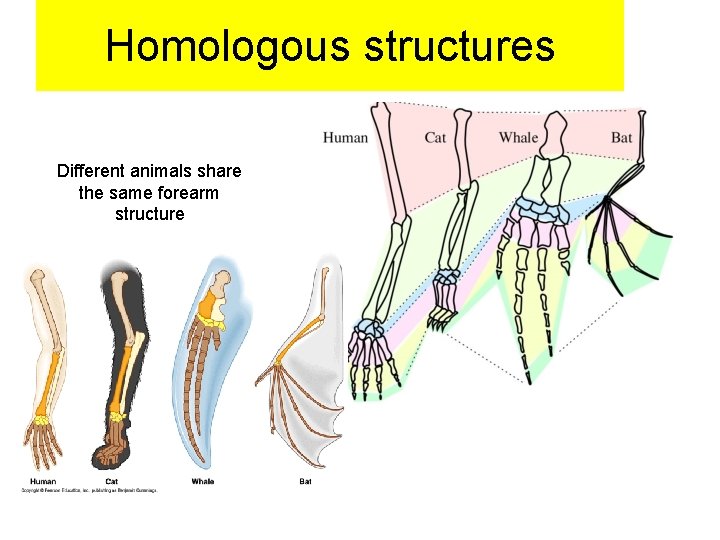 Homologous structures Different animals share the same forearm structure 