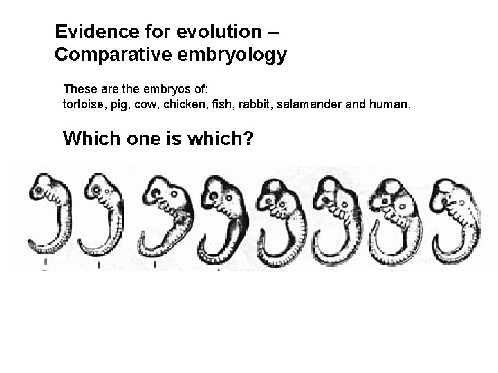 Evidence for evolution – Comparative embryology These are the embryos of: tortoise, pig, cow,