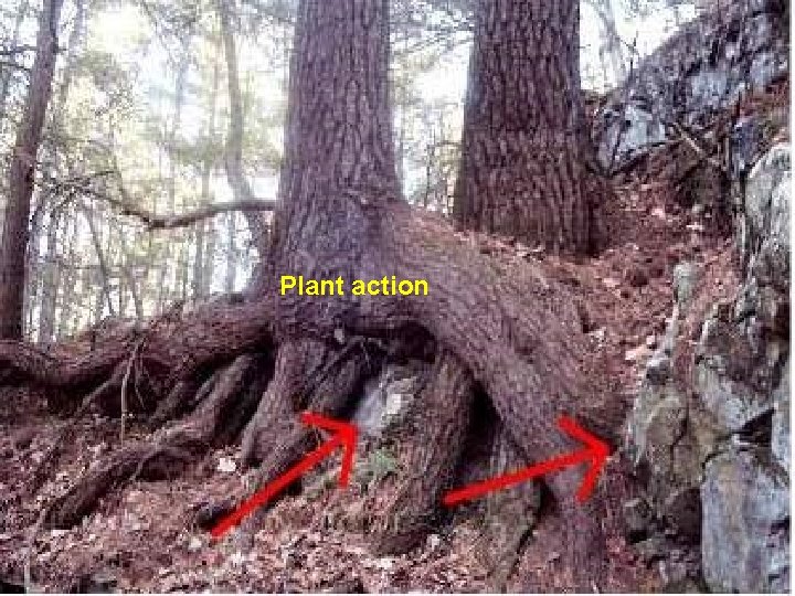 Plant action Plant action