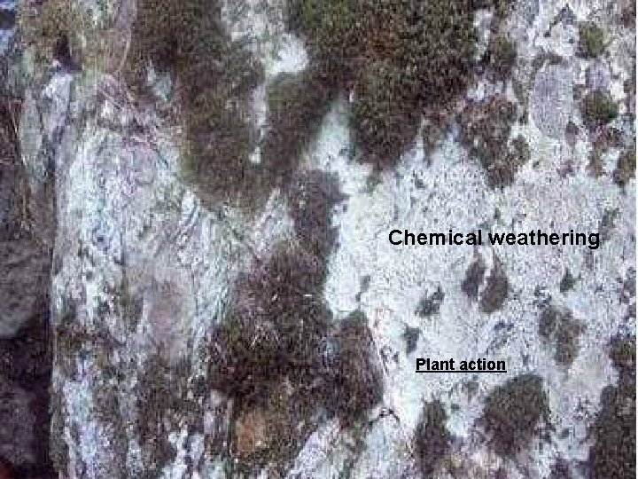 Chemical weathering Plant action Chemical weathering Plant action