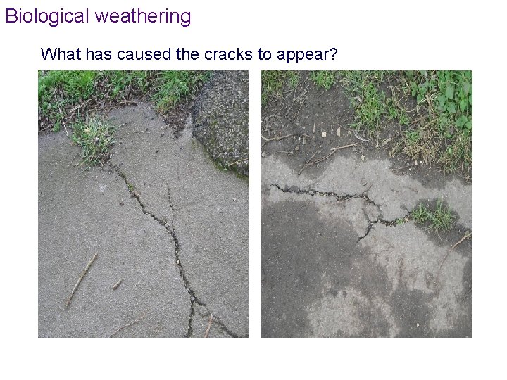 Biological weathering What has caused the cracks to appear? Biological weathering What has caused the cracks to appear?