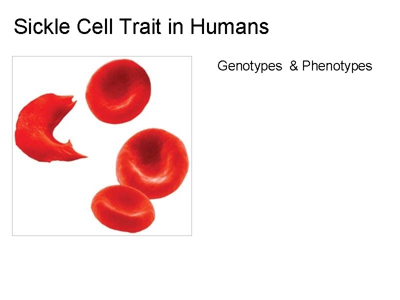 Trait Cell Chapter 11 Beyond Mendel Conditions that Mendel didnt