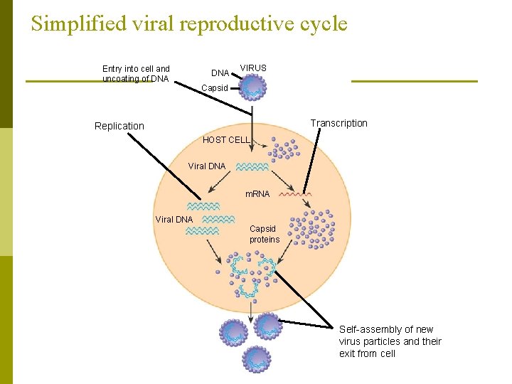 Simplified viral reproductive cycle Entry into cell and uncoating of DNA VIRUS Capsid Transcription