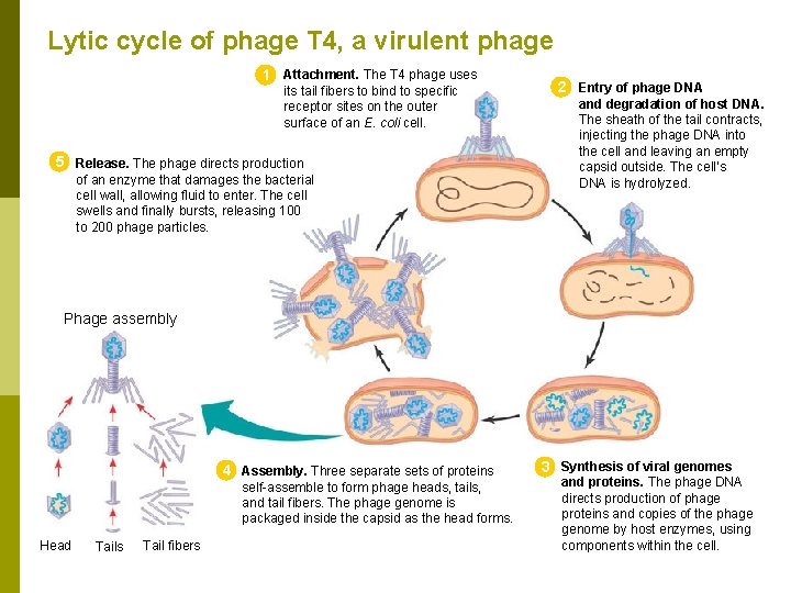 Lytic cycle of phage T 4, a virulent phage 1 Attachment. The T 4