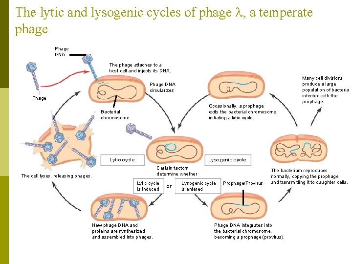 The lytic and lysogenic cycles of phage , a temperate phage Phage DNA The