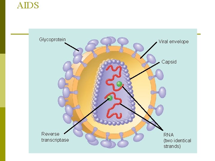 AIDS Glycoprotein Viral envelope Capsid Reverse transcriptase RNA (two identical strands) 