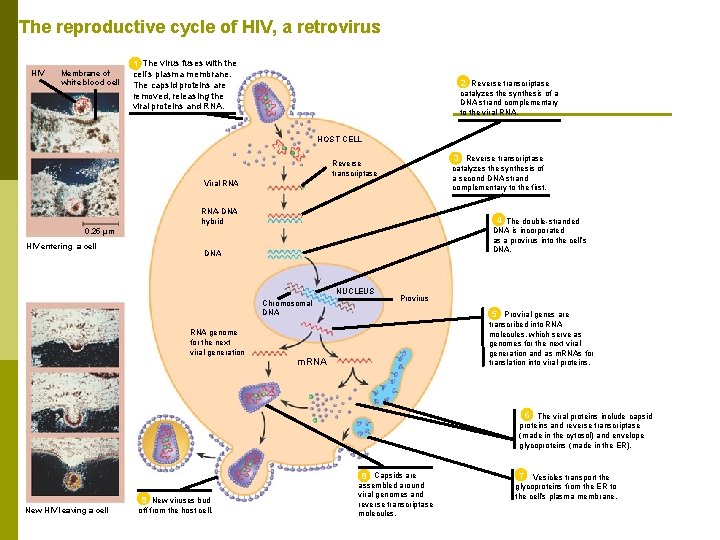 The reproductive cycle of HIV, a retrovirus HIV Membrane of white blood cell 1