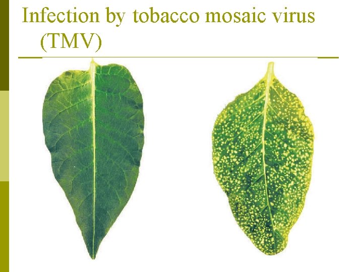 Infection by tobacco mosaic virus (TMV) 