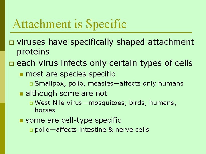 Attachment is Specific viruses have specifically shaped attachment proteins p each virus infects only