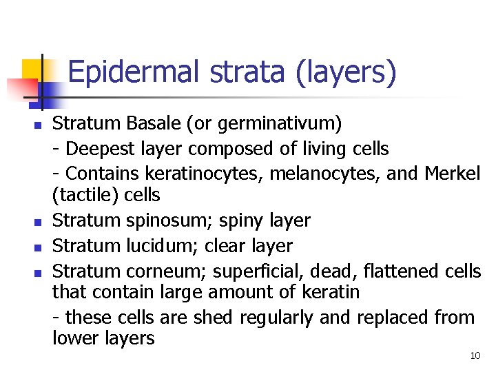 Epidermal strata (layers) n n Stratum Basale (or germinativum) - Deepest layer composed of Epidermal strata (layers) n n Stratum Basale (or germinativum) - Deepest layer composed of