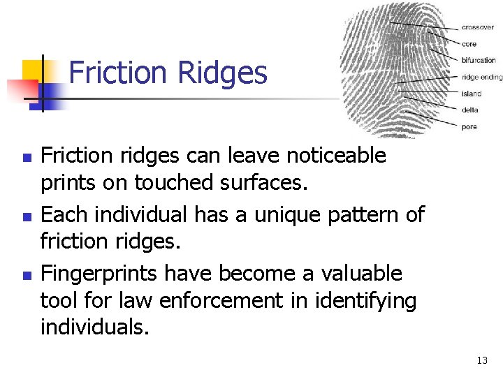 Friction Ridges n n n Friction ridges can leave noticeable prints on touched surfaces. Friction Ridges n n n Friction ridges can leave noticeable prints on touched surfaces.