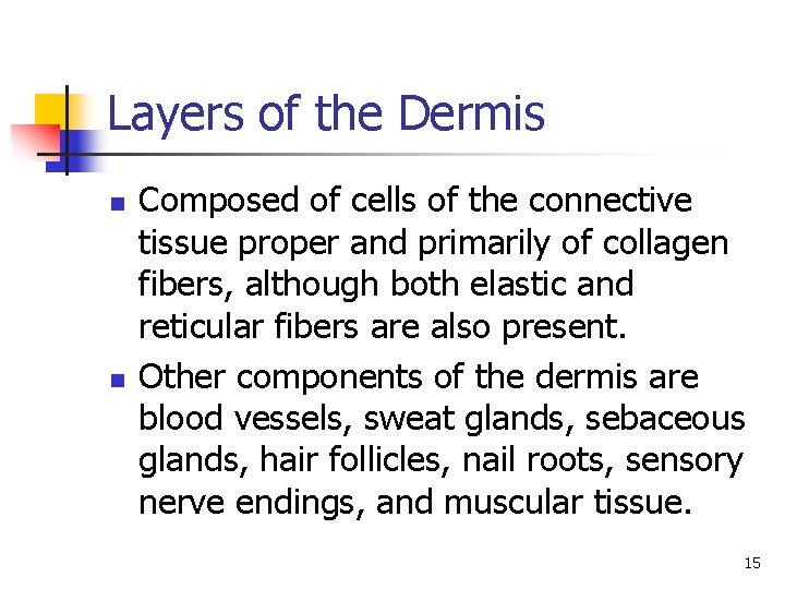Layers of the Dermis n n Composed of cells of the connective tissue proper Layers of the Dermis n n Composed of cells of the connective tissue proper