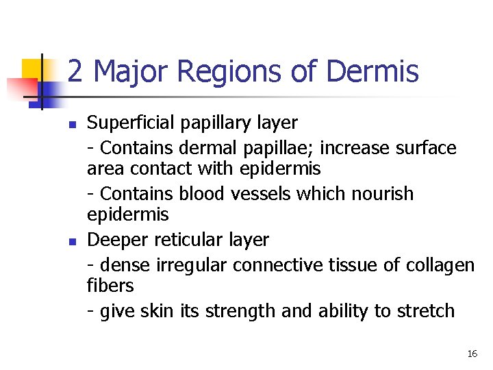 2 Major Regions of Dermis n n Superficial papillary layer - Contains dermal papillae; 2 Major Regions of Dermis n n Superficial papillary layer - Contains dermal papillae;