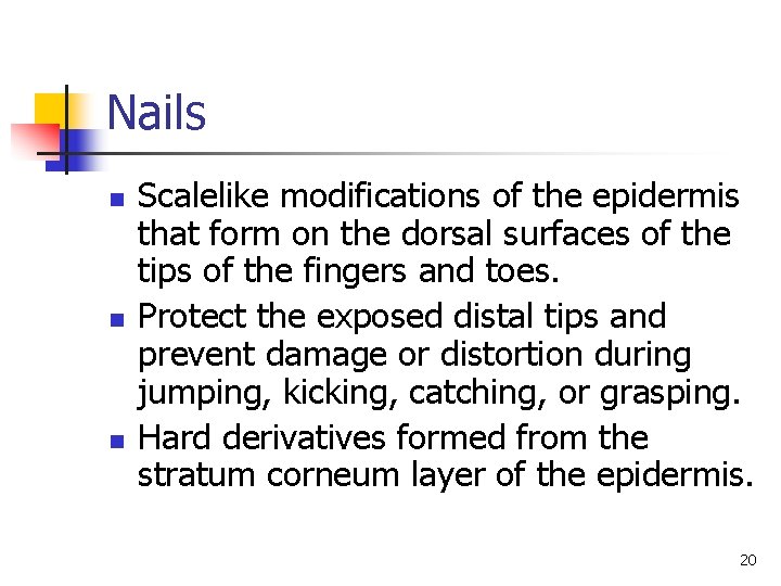 Nails n n n Scalelike modifications of the epidermis that form on the dorsal Nails n n n Scalelike modifications of the epidermis that form on the dorsal