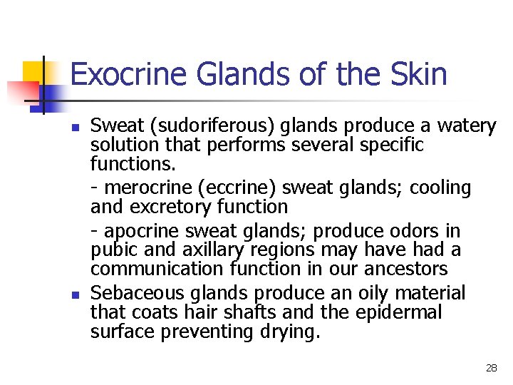 Exocrine Glands of the Skin n n Sweat (sudoriferous) glands produce a watery solution Exocrine Glands of the Skin n n Sweat (sudoriferous) glands produce a watery solution