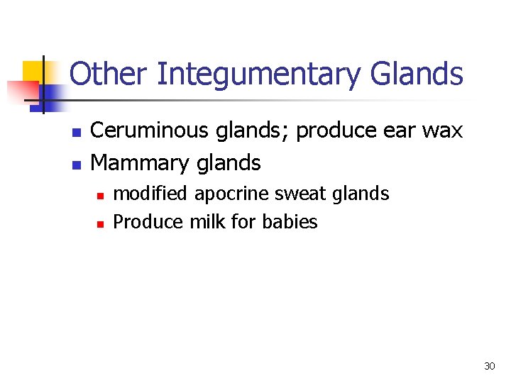 Other Integumentary Glands n n Ceruminous glands; produce ear wax Mammary glands n n Other Integumentary Glands n n Ceruminous glands; produce ear wax Mammary glands n n