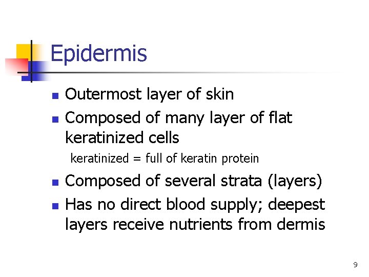 Epidermis n n Outermost layer of skin Composed of many layer of flat keratinized Epidermis n n Outermost layer of skin Composed of many layer of flat keratinized