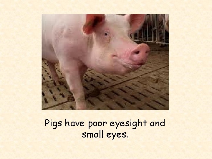 Pigs have poor eyesight and small eyes. 