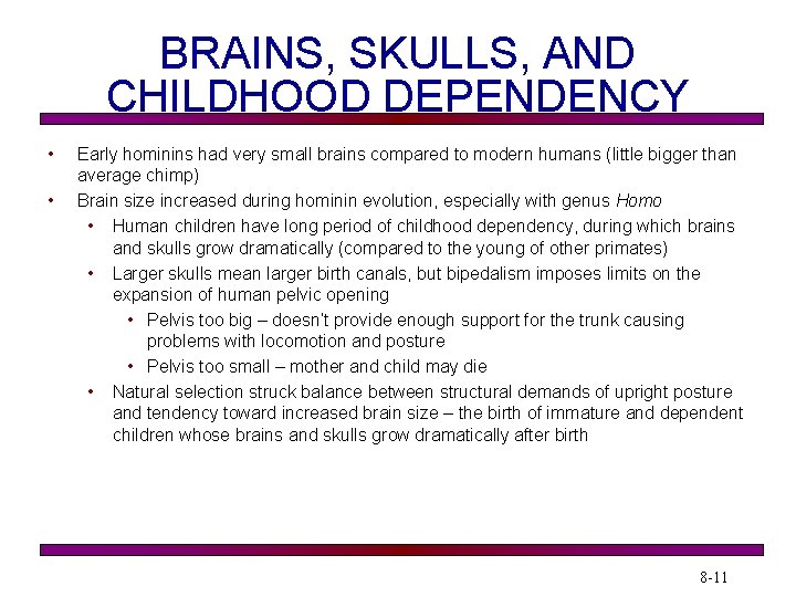 BRAINS, SKULLS, AND CHILDHOOD DEPENDENCY • • Early hominins had very small brains compared