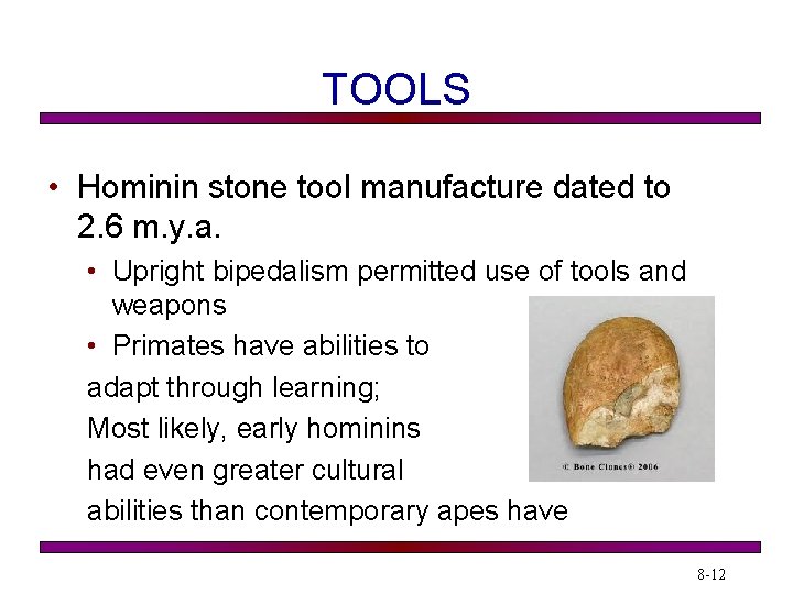 TOOLS • Hominin stone tool manufacture dated to 2. 6 m. y. a. •