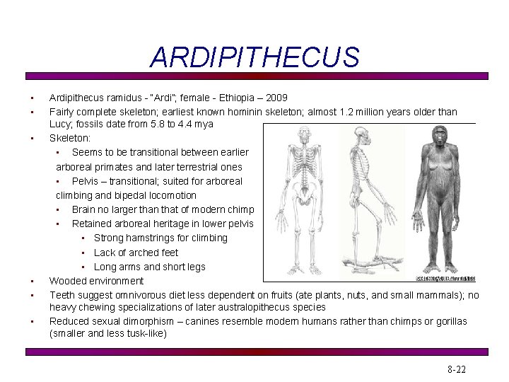 ARDIPITHECUS • • • Ardipithecus ramidus - “Ardi”; female - Ethiopia – 2009 Fairly