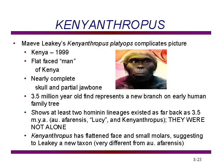 KENYANTHROPUS • Maeve Leakey’s Kenyanthropus platyops complicates picture • Kenya – 1999 • Flat