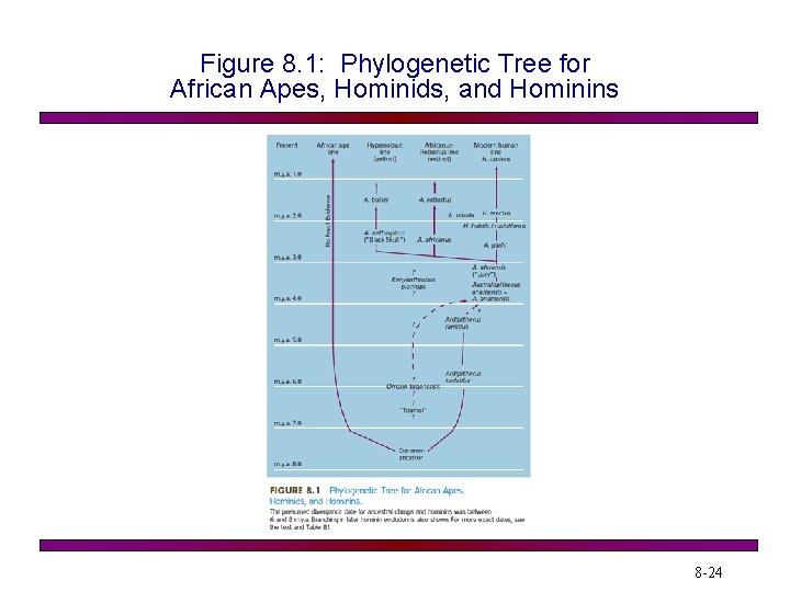 Figure 8. 1: Phylogenetic Tree for African Apes, Hominids, and Hominins 8 -24 