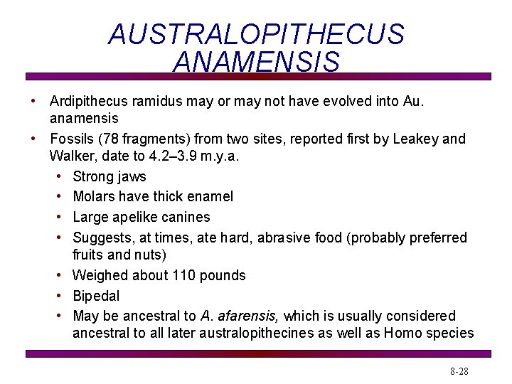 AUSTRALOPITHECUS ANAMENSIS • Ardipithecus ramidus may or may not have evolved into Au. anamensis