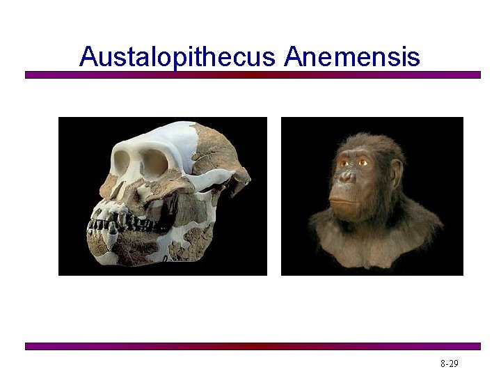 Austalopithecus Anemensis 8 -29 