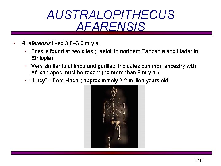 AUSTRALOPITHECUS AFARENSIS • A. afarensis lived 3. 8– 3. 0 m. y. a. •