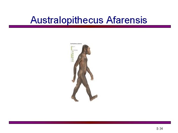 Australopithecus Afarensis 8 -34 