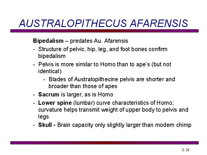 AUSTRALOPITHECUS AFARENSIS Bipedalism – predates Au. Afarensis - Structure of pelvic, hip, leg, and