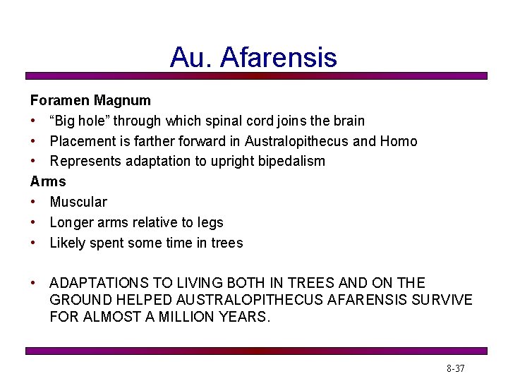 Au. Afarensis Foramen Magnum • “Big hole” through which spinal cord joins the brain