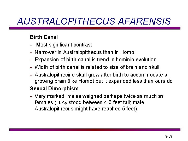 AUSTRALOPITHECUS AFARENSIS Birth Canal - Most significant contrast - Narrower in Australopithecus than in