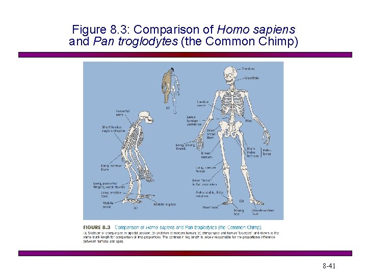 Figure 8. 3: Comparison of Homo sapiens and Pan troglodytes (the Common Chimp) 8