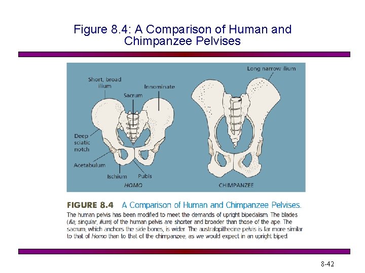 Figure 8. 4: A Comparison of Human and Chimpanzee Pelvises 8 -42 