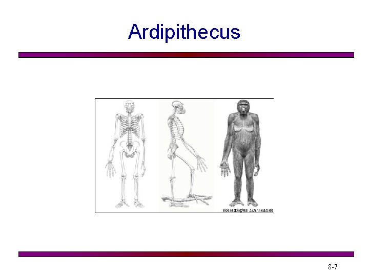 Ardipithecus 8 -7 