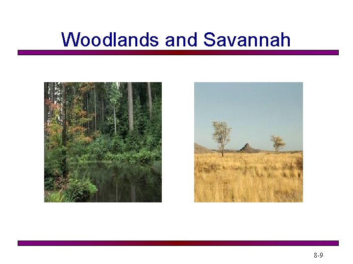 Woodlands and Savannah 8 -9 