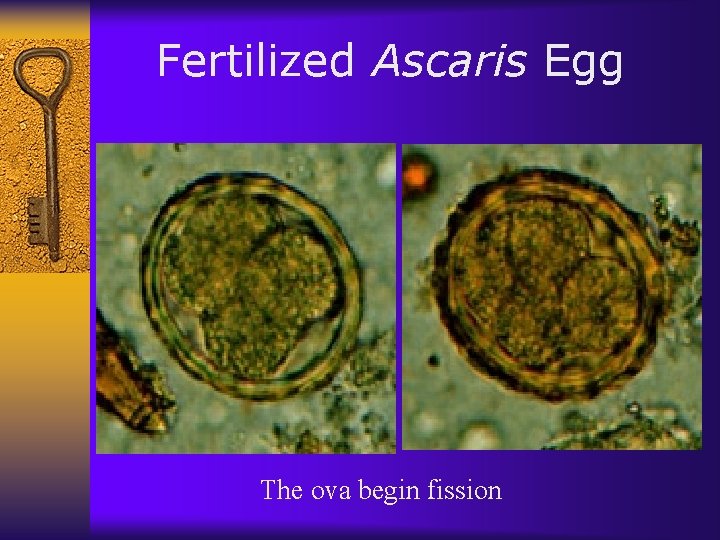 Fertilized Ascaris Egg The ova begin fission 