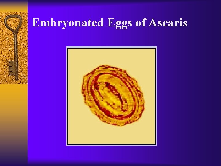 Embryonated Eggs of Ascaris 