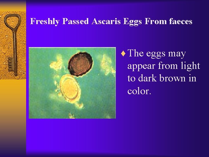 Freshly Passed Ascaris Eggs From faeces ¨ The eggs may appear from light to