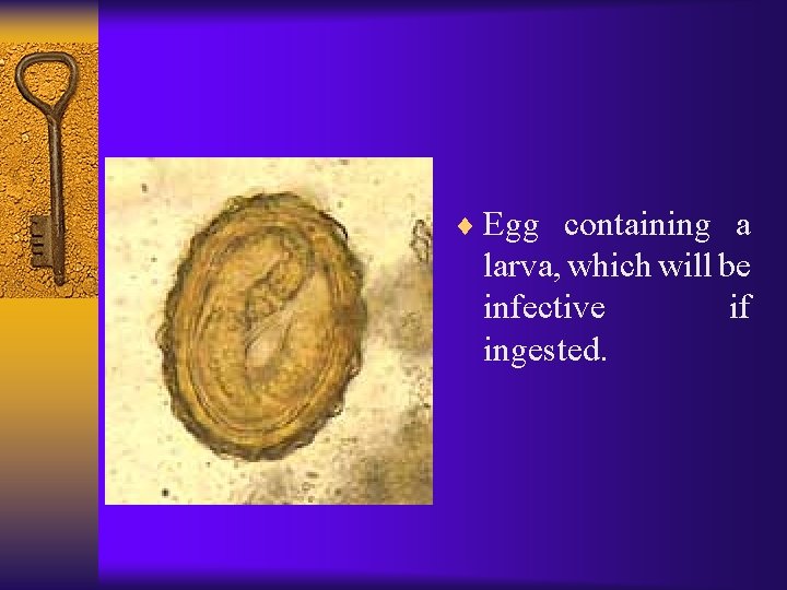 ¨ Egg containing a larva, which will be infective if ingested. 