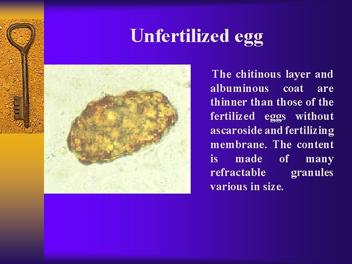 Unfertilized egg The chitinous layer and albuminous coat are thinner than those of the