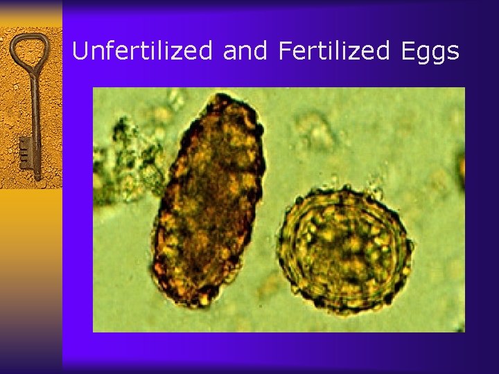 Unfertilized and Fertilized Eggs 