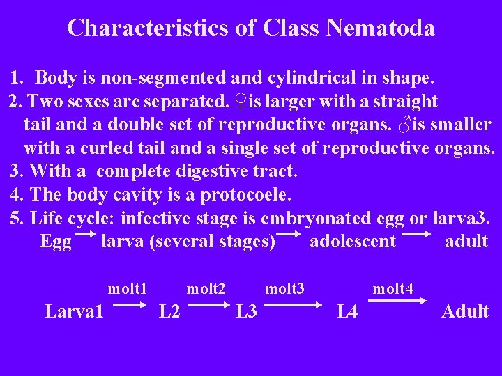 Characteristics of Class Nematoda 1. Body is non-segmented and cylindrical in shape. 2. Two