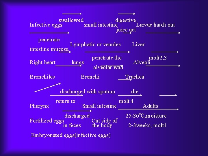 swallowed digestive Infective eggs small intestine Larvae hatch out juice act penetrate intestine mucosa