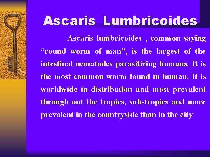 Ascaris Lumbricoides Ascaris lumbricoides , common saying “round worm of man”, is the largest