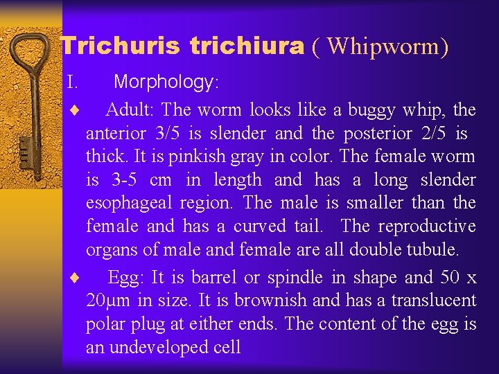 Trichuris trichiura ( Whipworm) Morphology: ¨ Adult: The worm looks like a buggy whip,