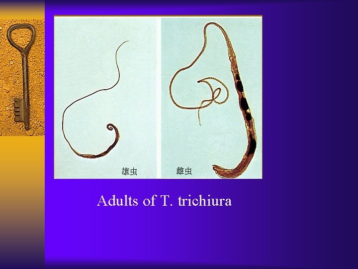 Adults of T. trichiura 