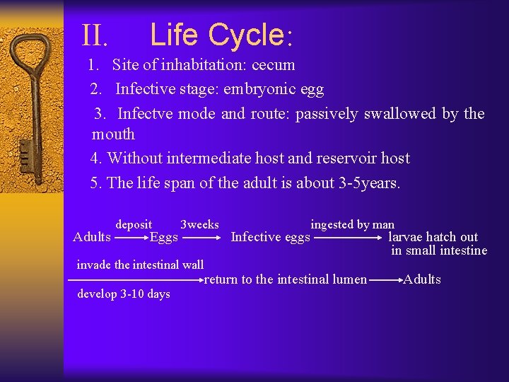 II. Life Cycle: 1. Site of inhabitation: cecum 2. Infective stage: embryonic egg 3.